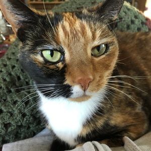 Meet your Posher, Abby